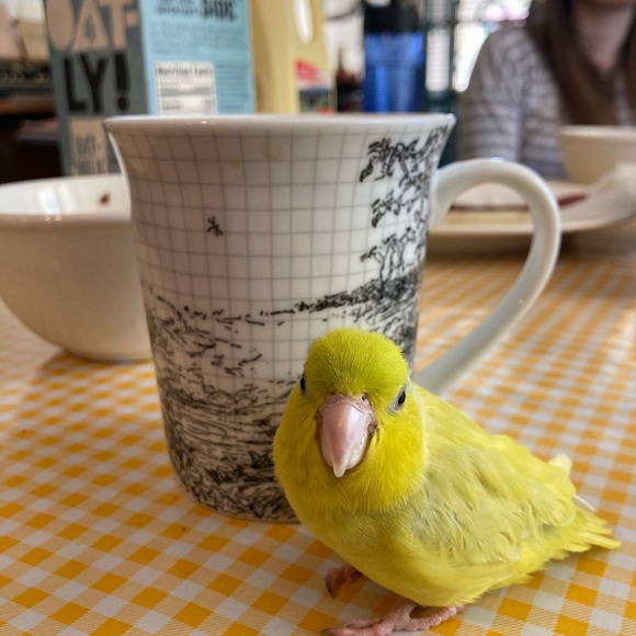 Meet your Posher, Amanda - Picture 3 of 3